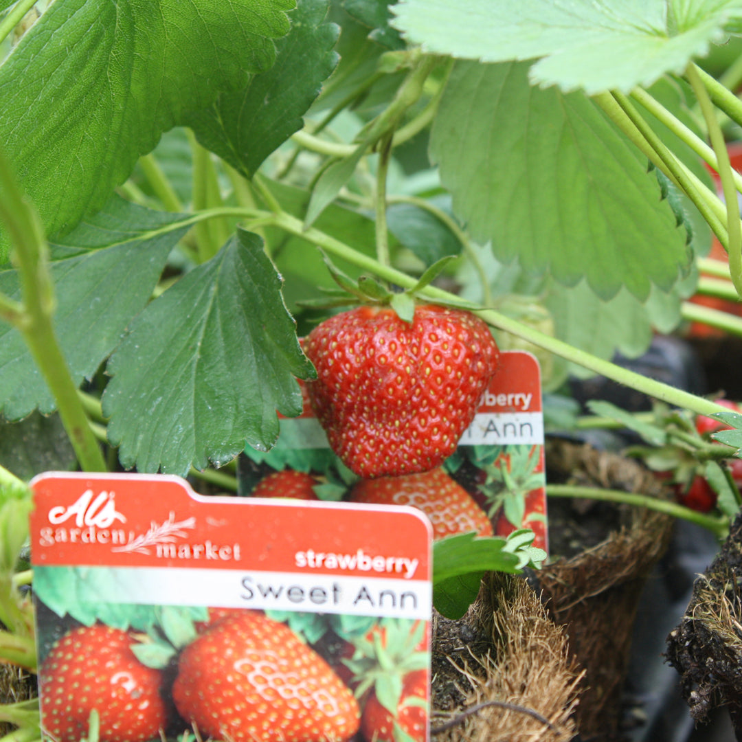 Al's Garden and Home 'Sweet Ann' 4 inch strawberry edible