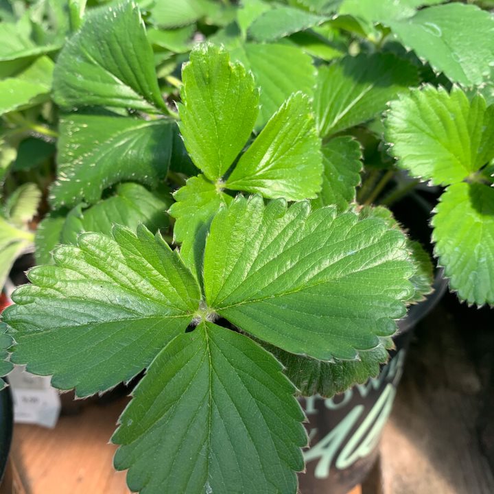 Al's Garden and Home 4 inch strawberry edible