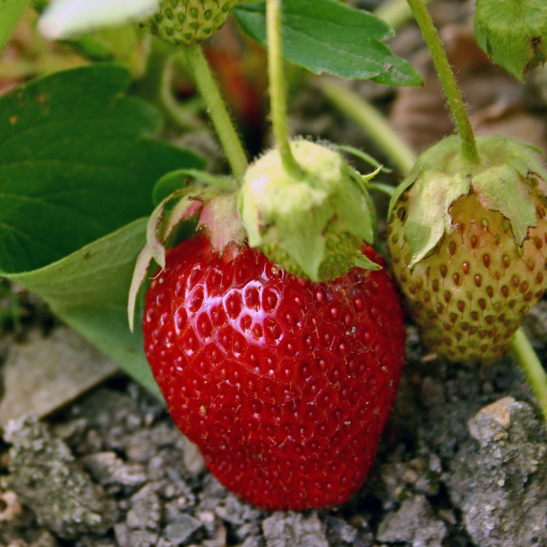 Al's Garden and Home 4 inch strawberry edible