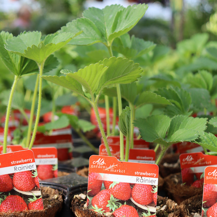 Strawberries  4"