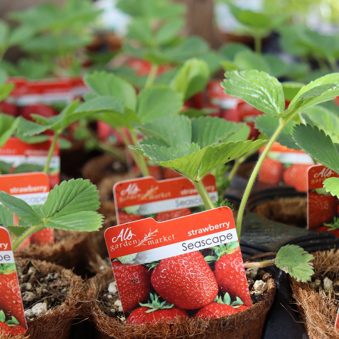 Strawberries  4"