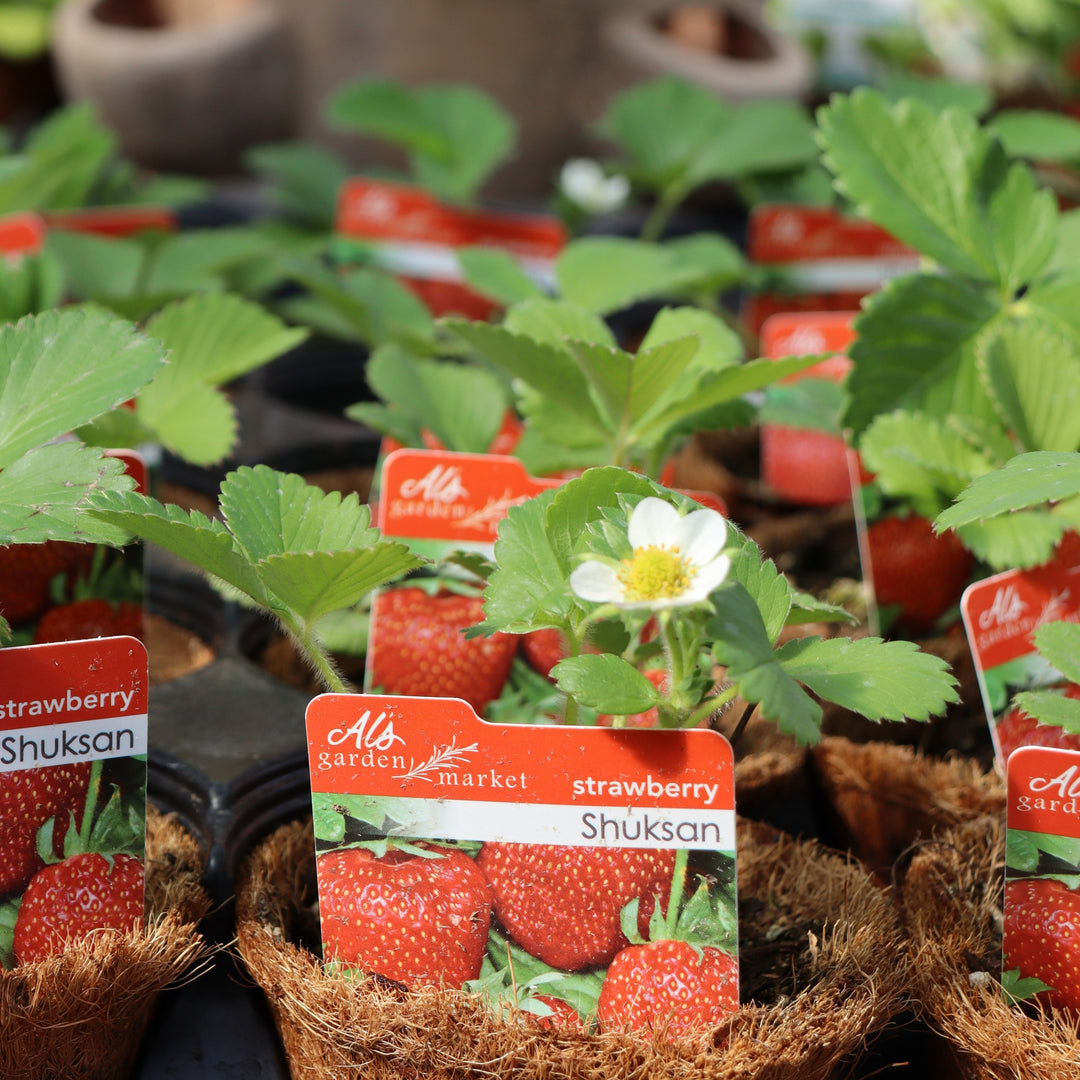 Strawberries  4"