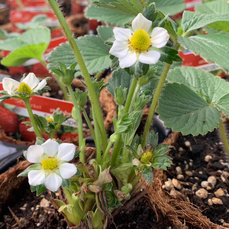 Al's Garden and Home 4 inch strawberry edible
