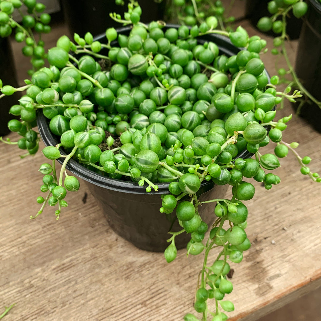 String of Pearls