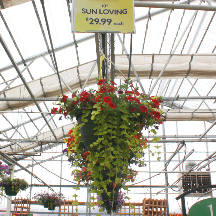 Al's Garden and Home 10 inch sun loving Hanging Basket