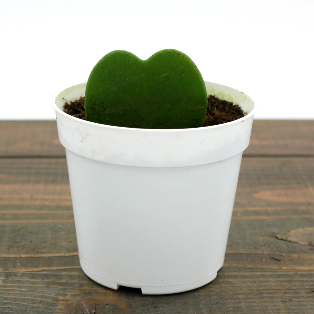 Heart Leaf