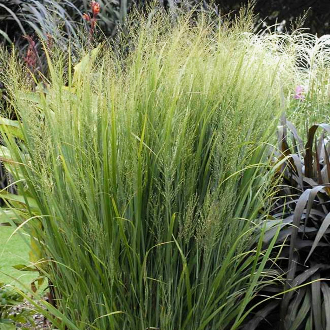 Switch Grass