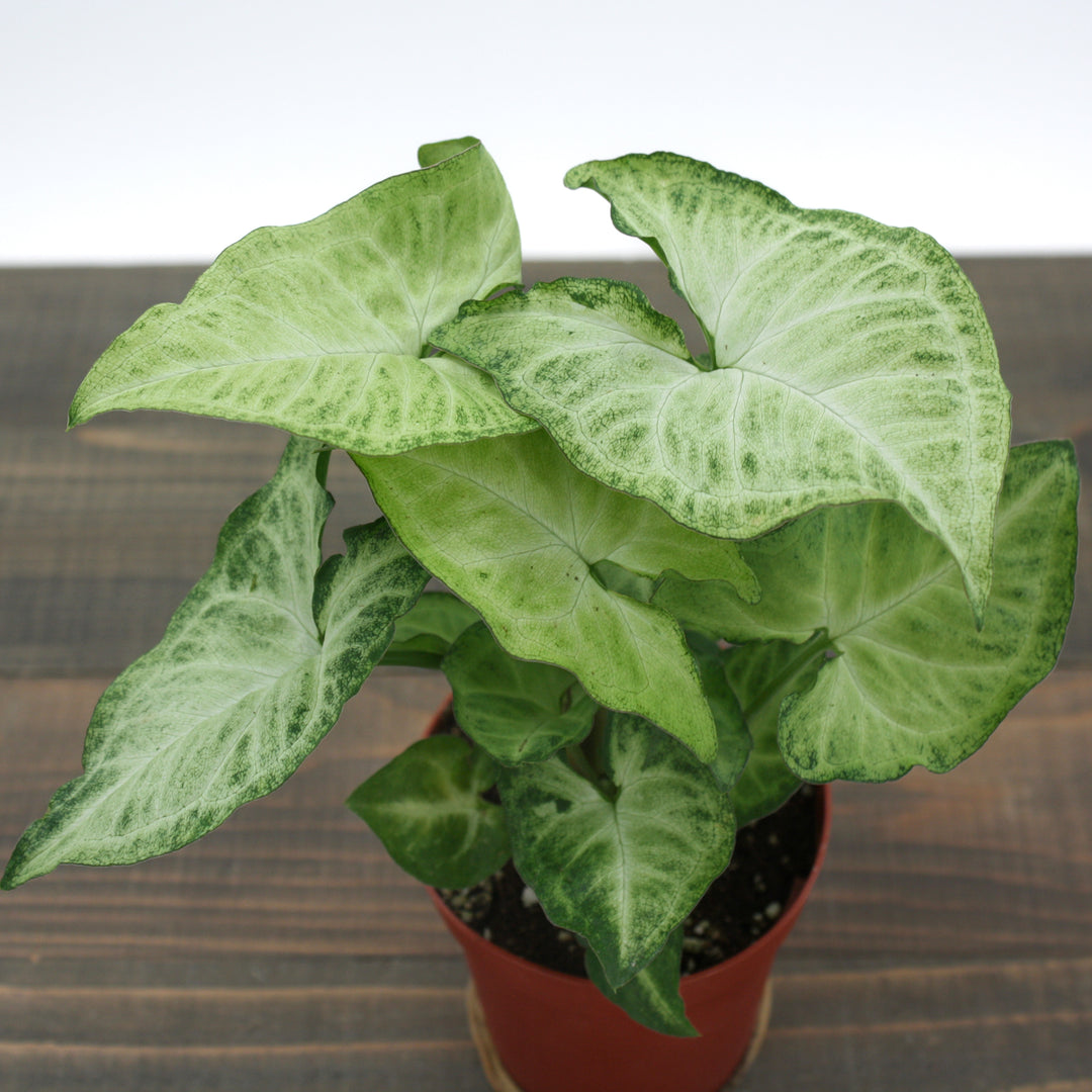 Al's Garden & Home 'White Butterfly' Arrowhead Plant (Syngonium podophyllum), 4 Inch houseplant