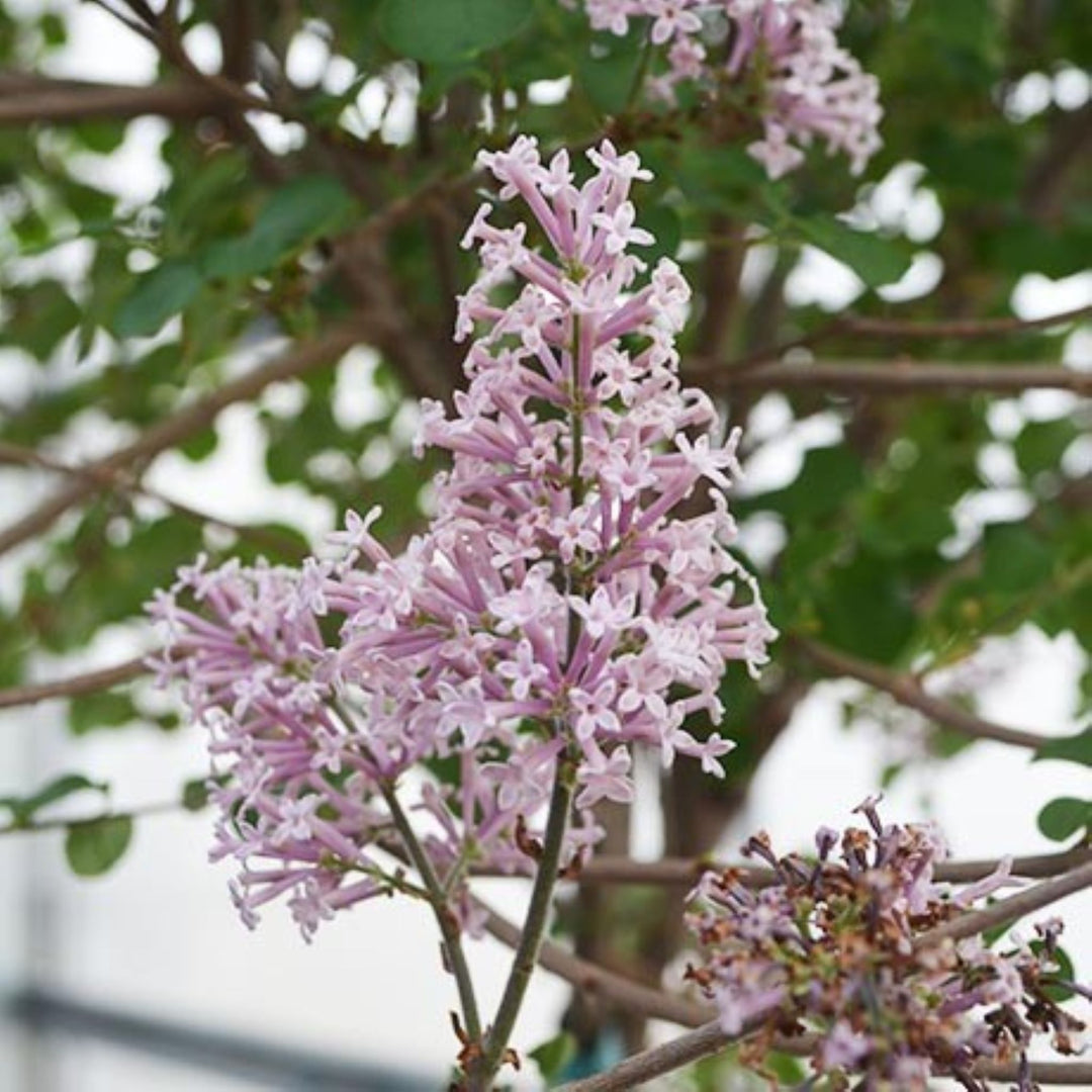 Dwarf Korean Lilac (Meyer)