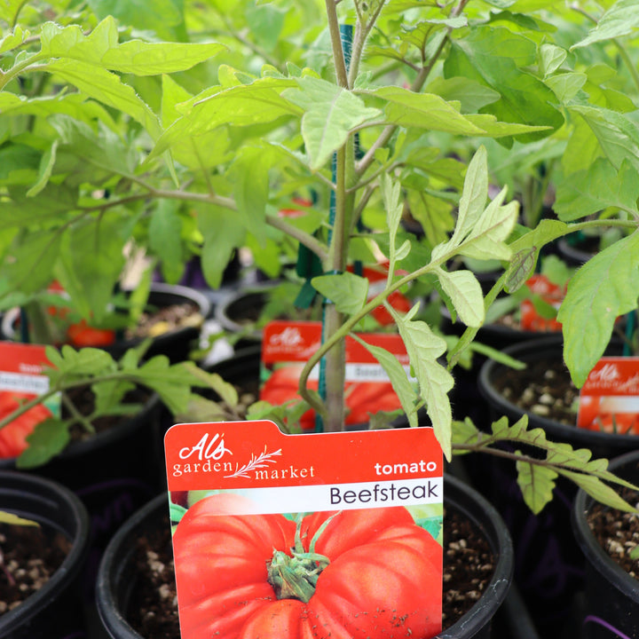 Tomato
