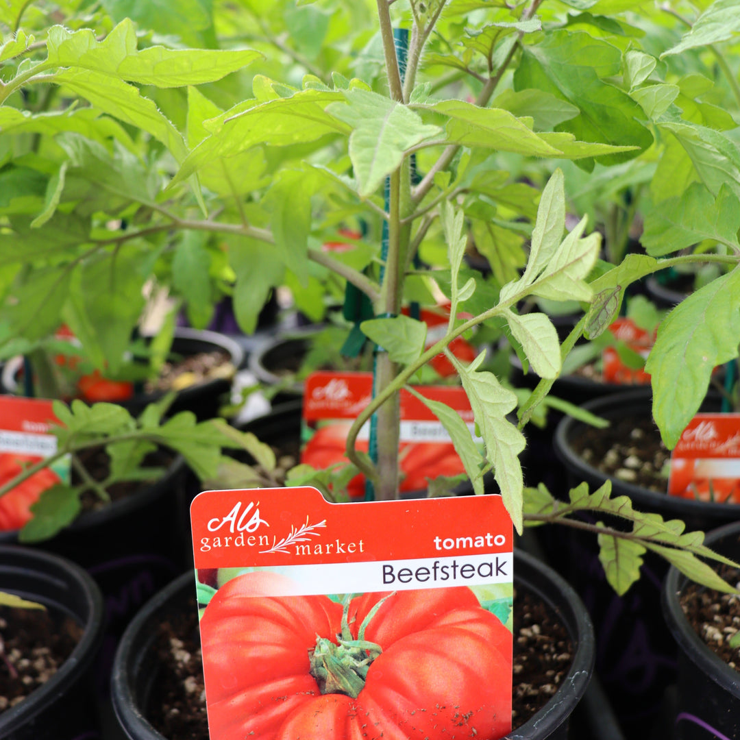 Tomato