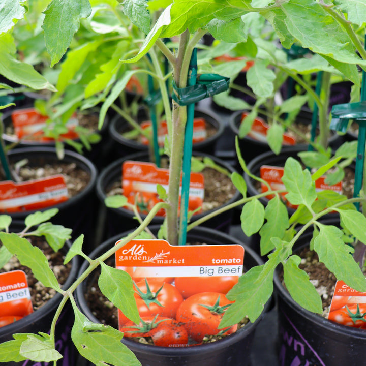 Tomato