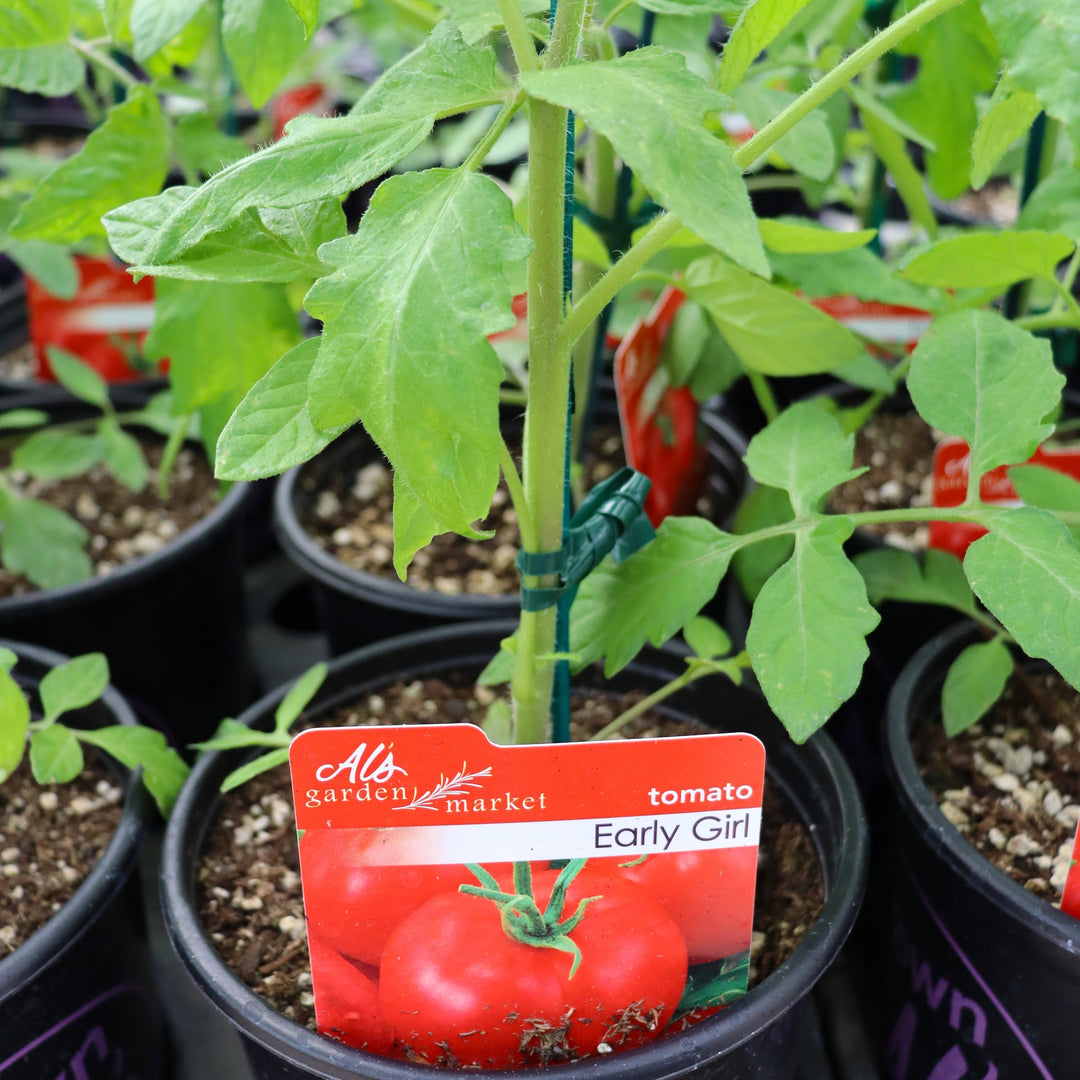 Tomato