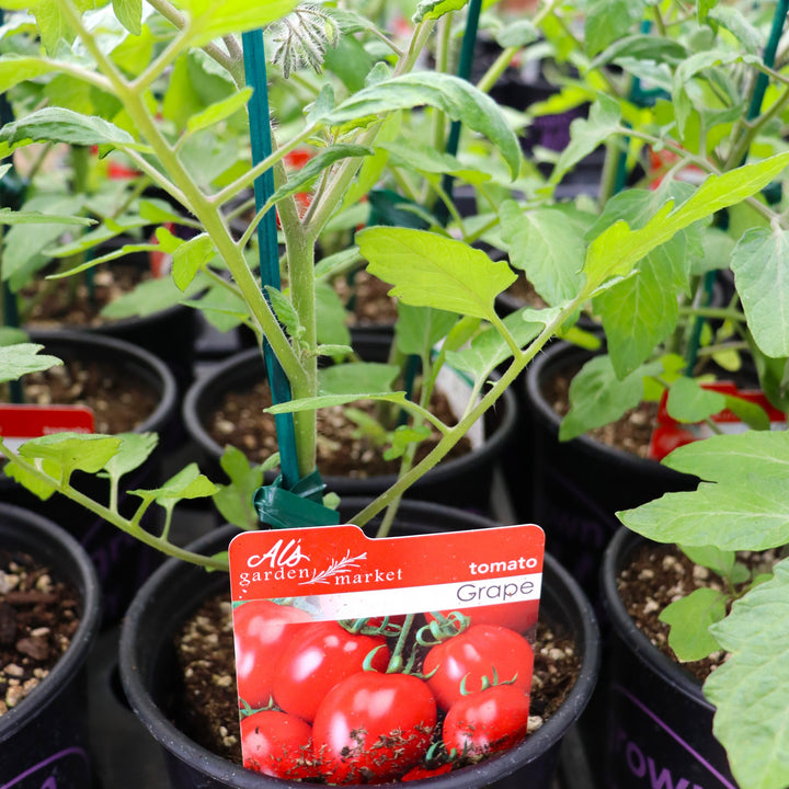 Tomato