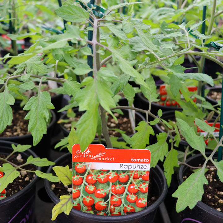 Tomato