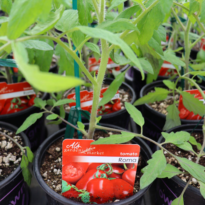 Tomato