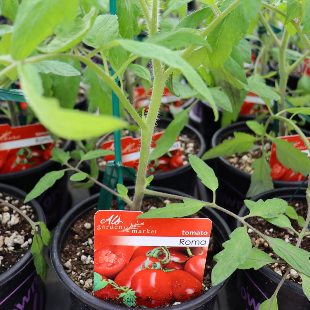 Tomato