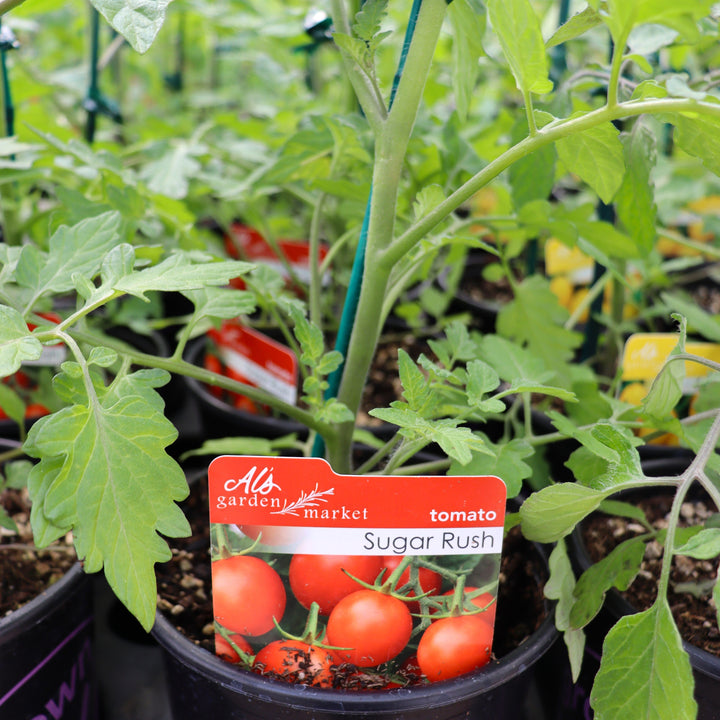 Tomato