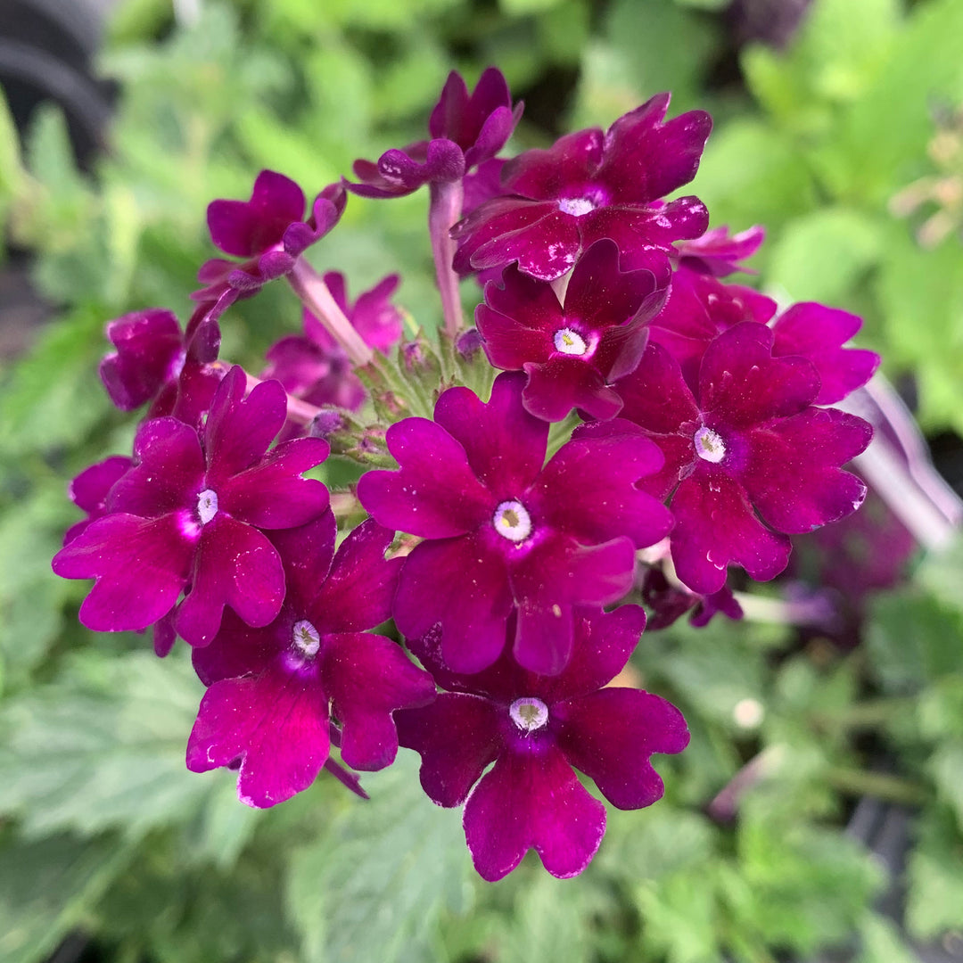 Common Verbena