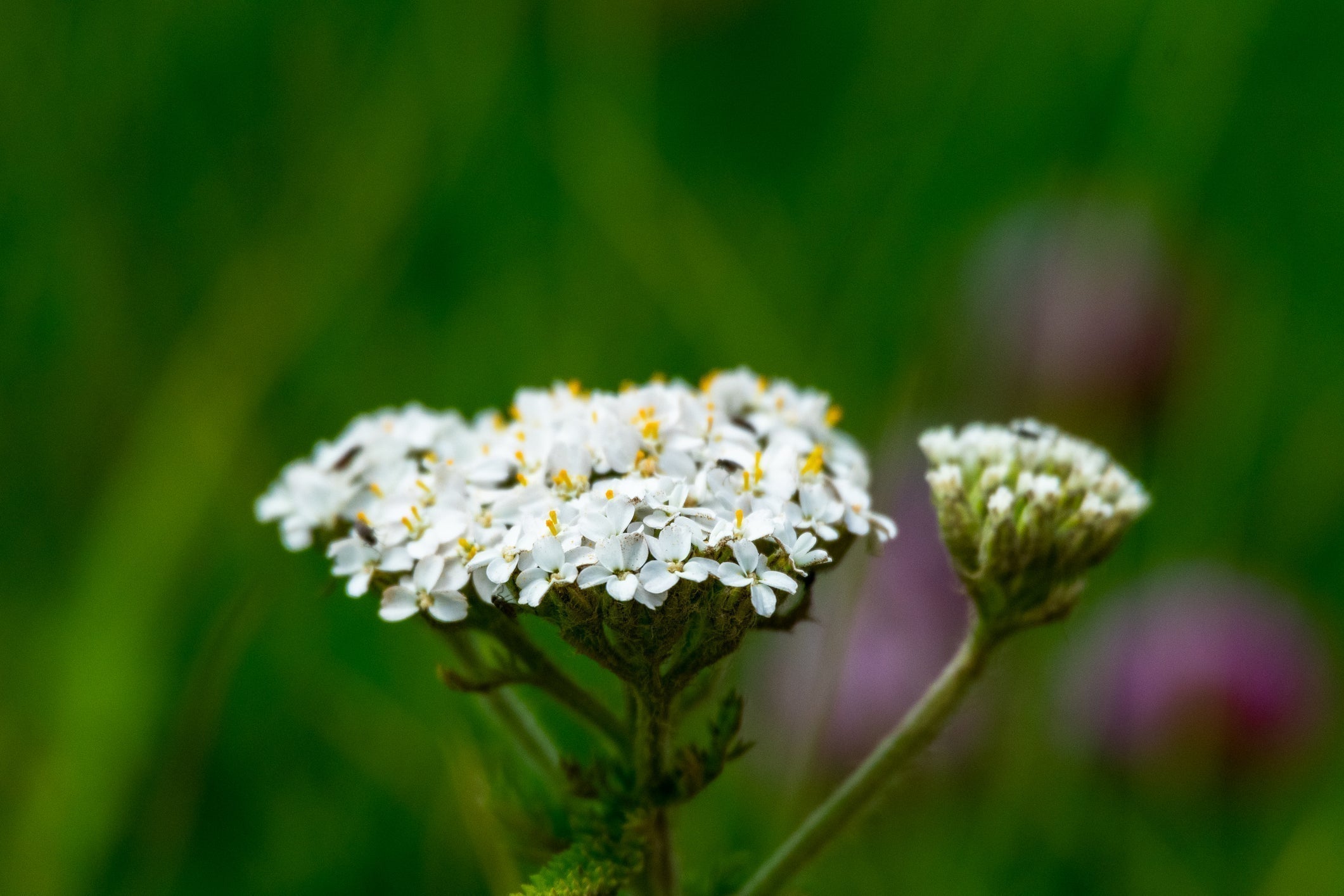 Earth Day Gardening: Sustainable Practices for a Greener Future