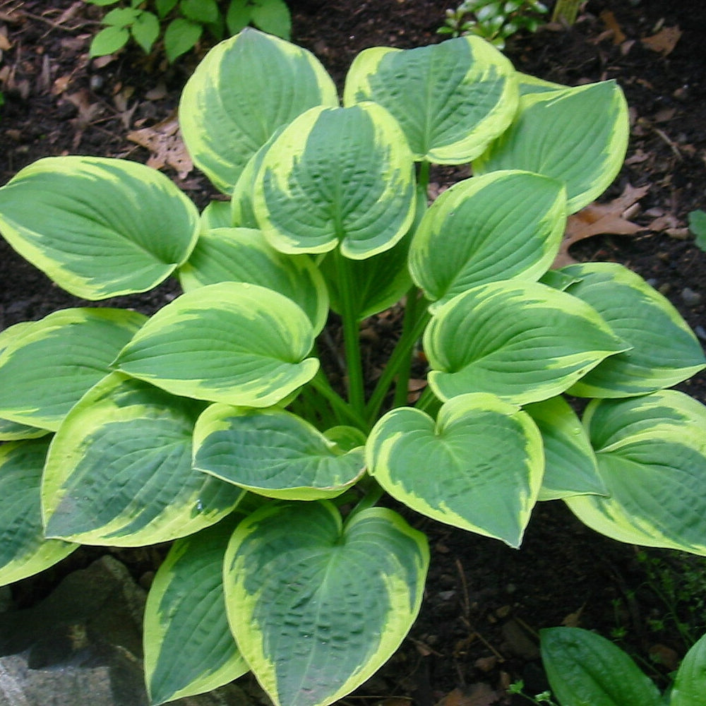 Hosta