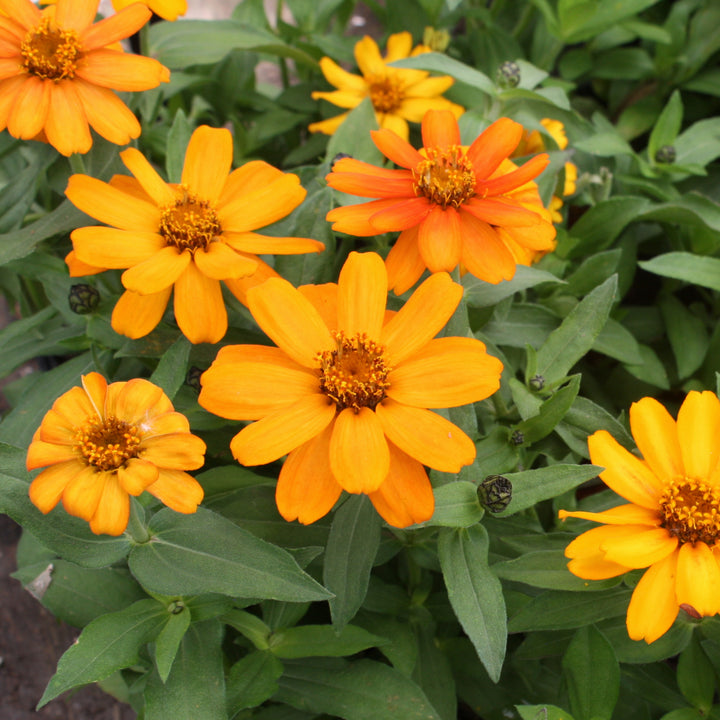 Seed Annuals 3 Pack (Assorted Varieties)