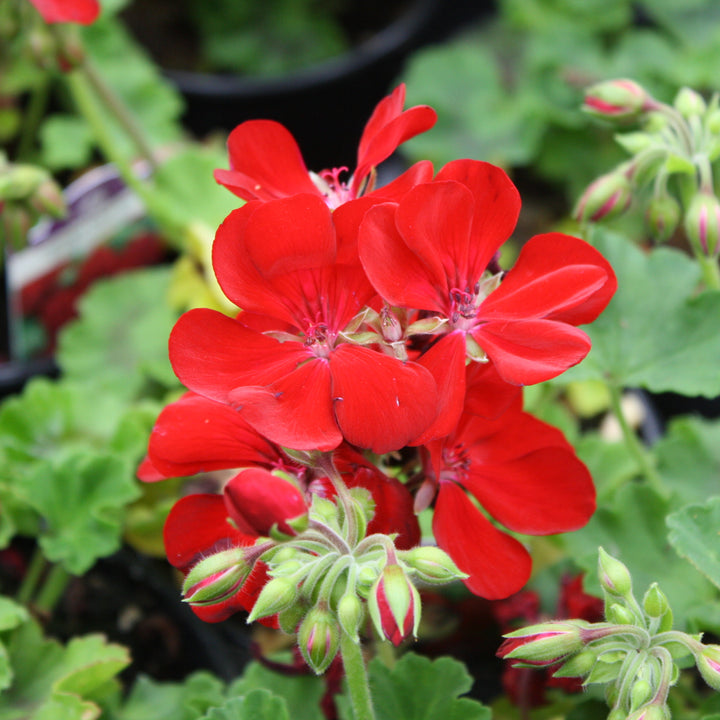 Al's Garden & Home 'Calliope Dark Red' Zonal Geranium (Pelargonium x hortorum), 1 Quart annual
