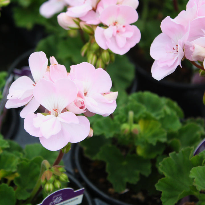 Al's Garden & Home 'Fantasia Appleblossom' Zonal Geranium (Pelargonium x hortorum), 1 Quart annual