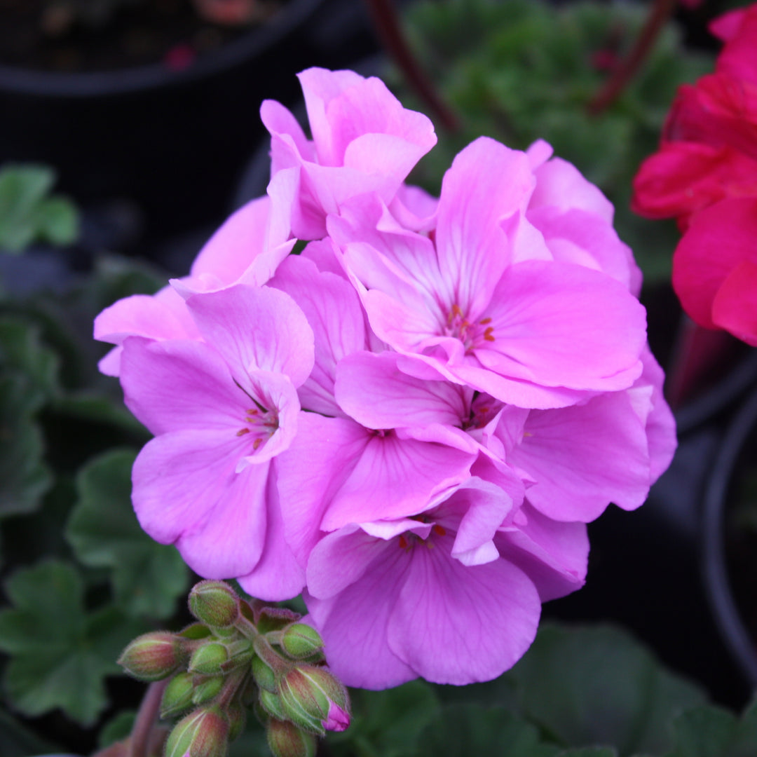 Al's Garden & Home 'Moonlight Lavender Evol' Zonal Geranium (Pelargonium x hortorum), 1 Quart annual