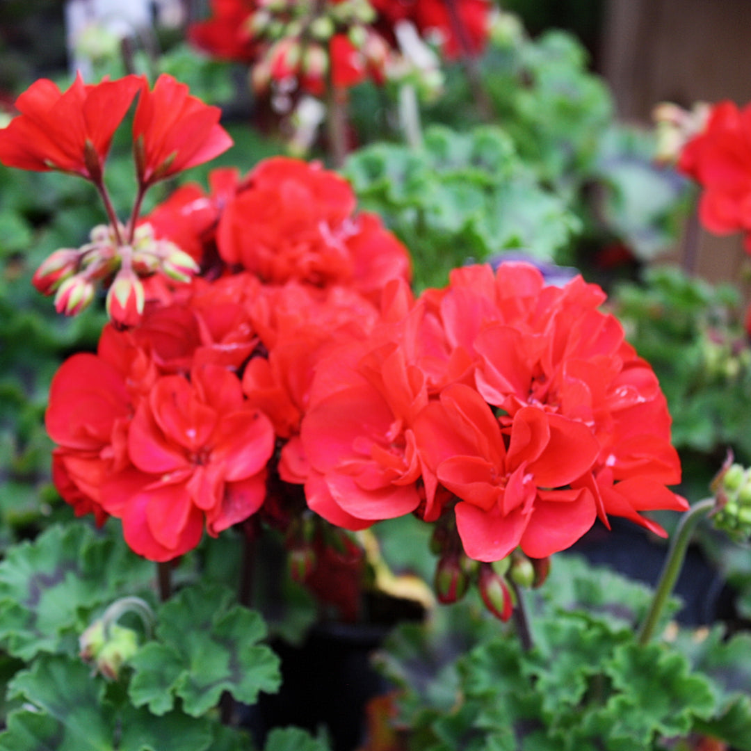 Al's Garden & Home 'Presto Dark Red' Zonal Geranium (Pelargonium x hortorum), 1 Quart annual