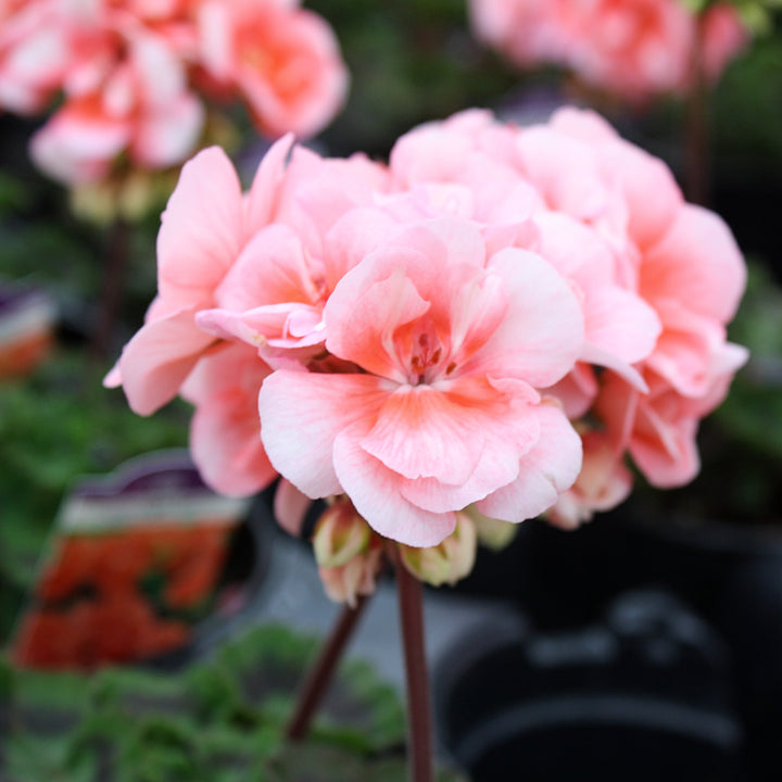 Al's Garden & Home 'Presto Light Salmon' Zonal Geranium (Pelargonium x hortorum), 1 Quart annual