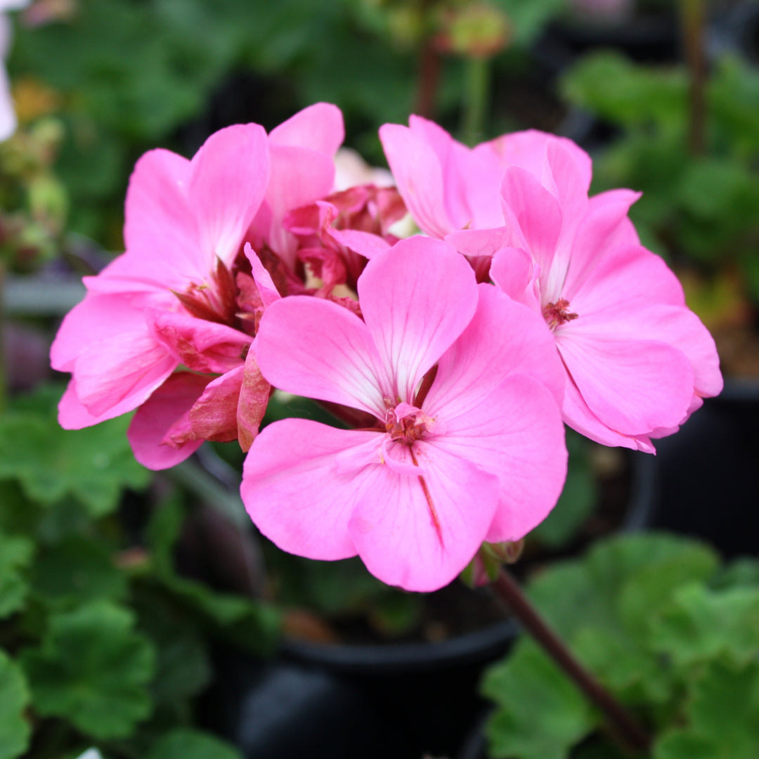 Al's Garden & Home 'Presto Pink' Zonal Geranium (Pelargonium x hortorum), 1 Quart annual