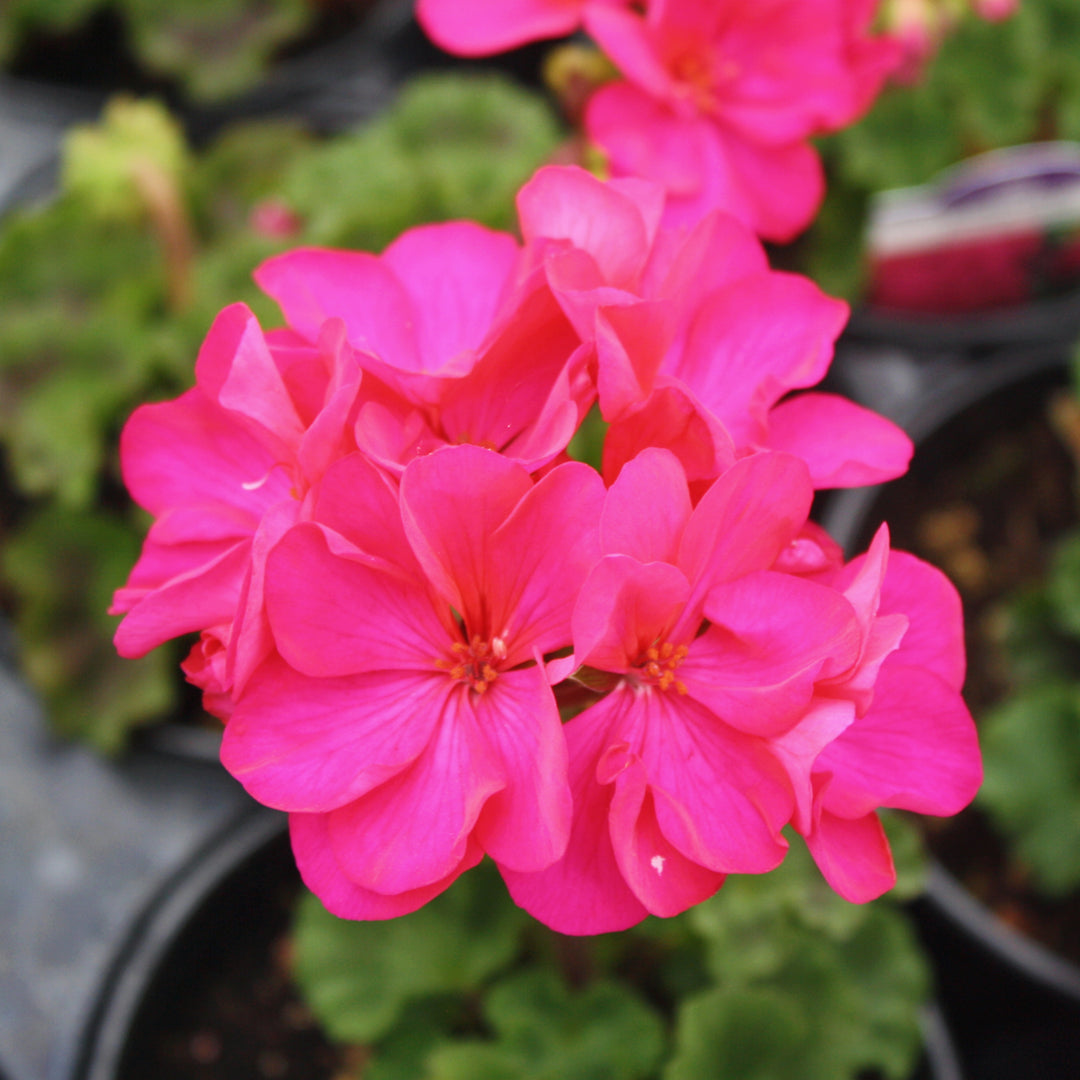 Al's Garden & Home 'Presto Violet' Zonal Geranium (Pelargonium x hortorum), 1 Quart annual