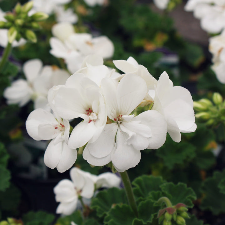 Al's Garden & Home 'Presto White' Zonal Geranium (Pelargonium x hortorum), 1 Quart annual