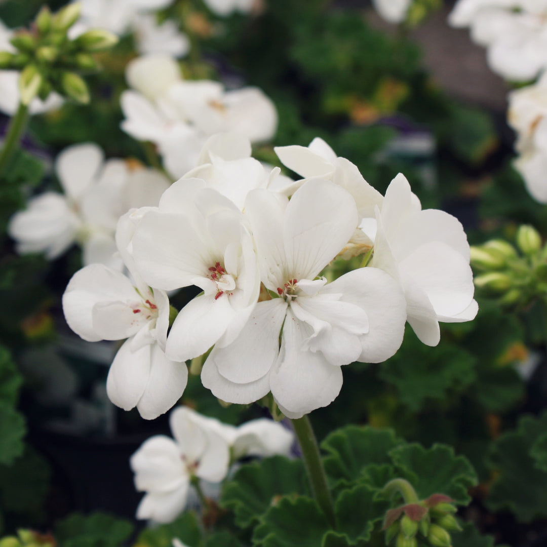 Al's Garden & Home 'Presto White' Zonal Geranium (Pelargonium x hortorum), 1 Quart annual