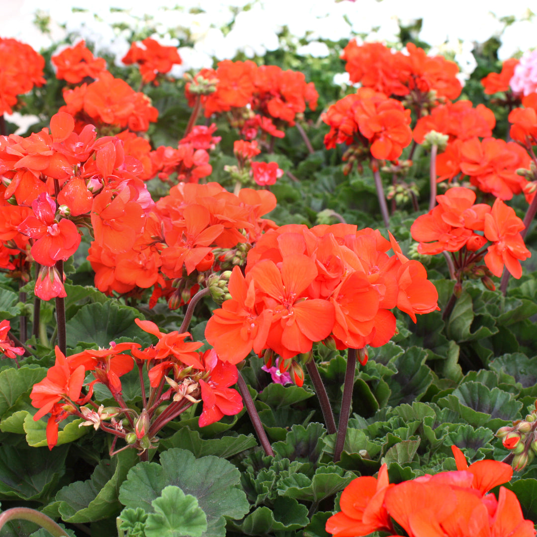 Al's Garden & Home 'Presto Orange' Zonal Geranium (Pelargonium x hortorum), 1 Quart annual