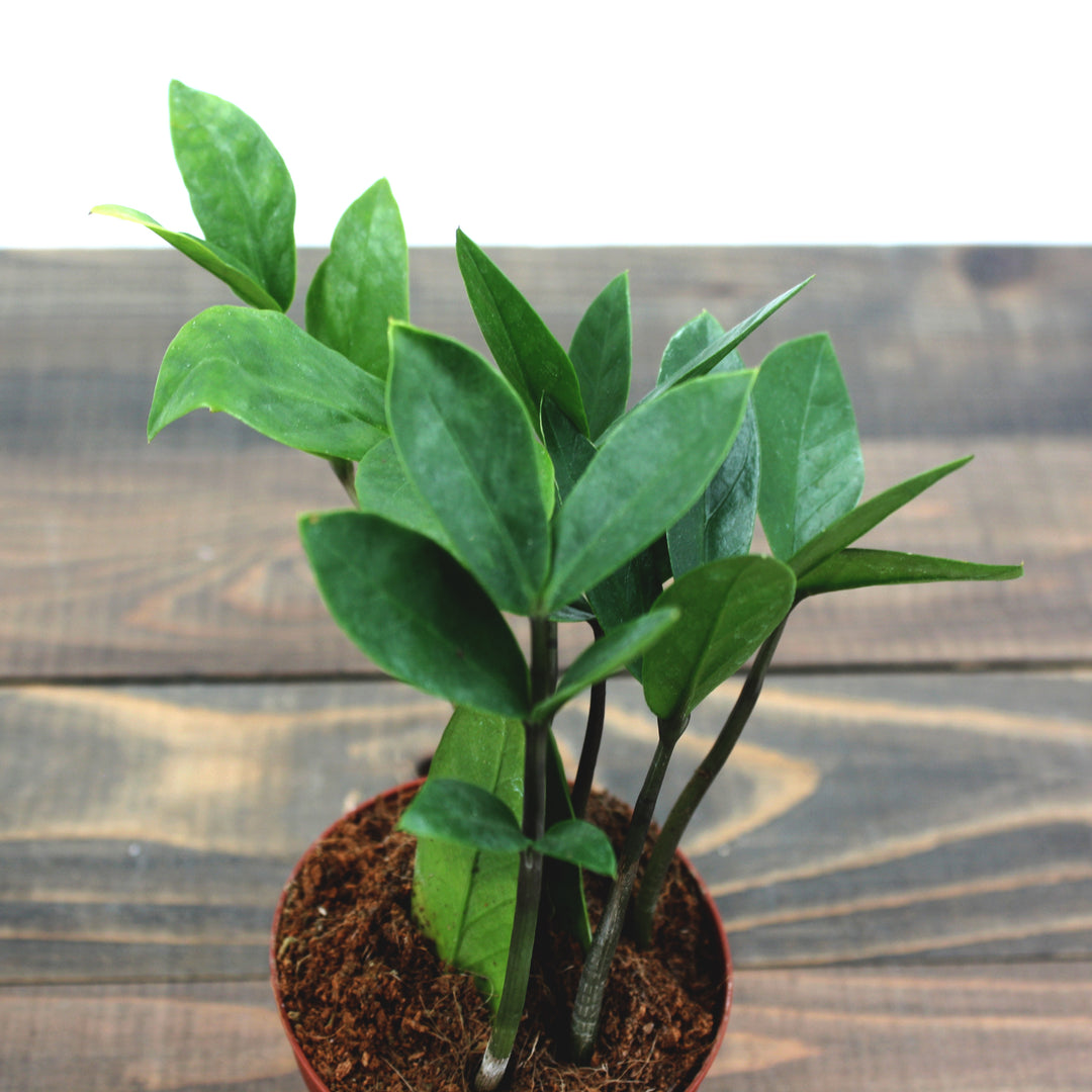 Al's Garden & Home generic ZZ Plant (Zamioculcus zamiifolia), 3 Inch houseplant