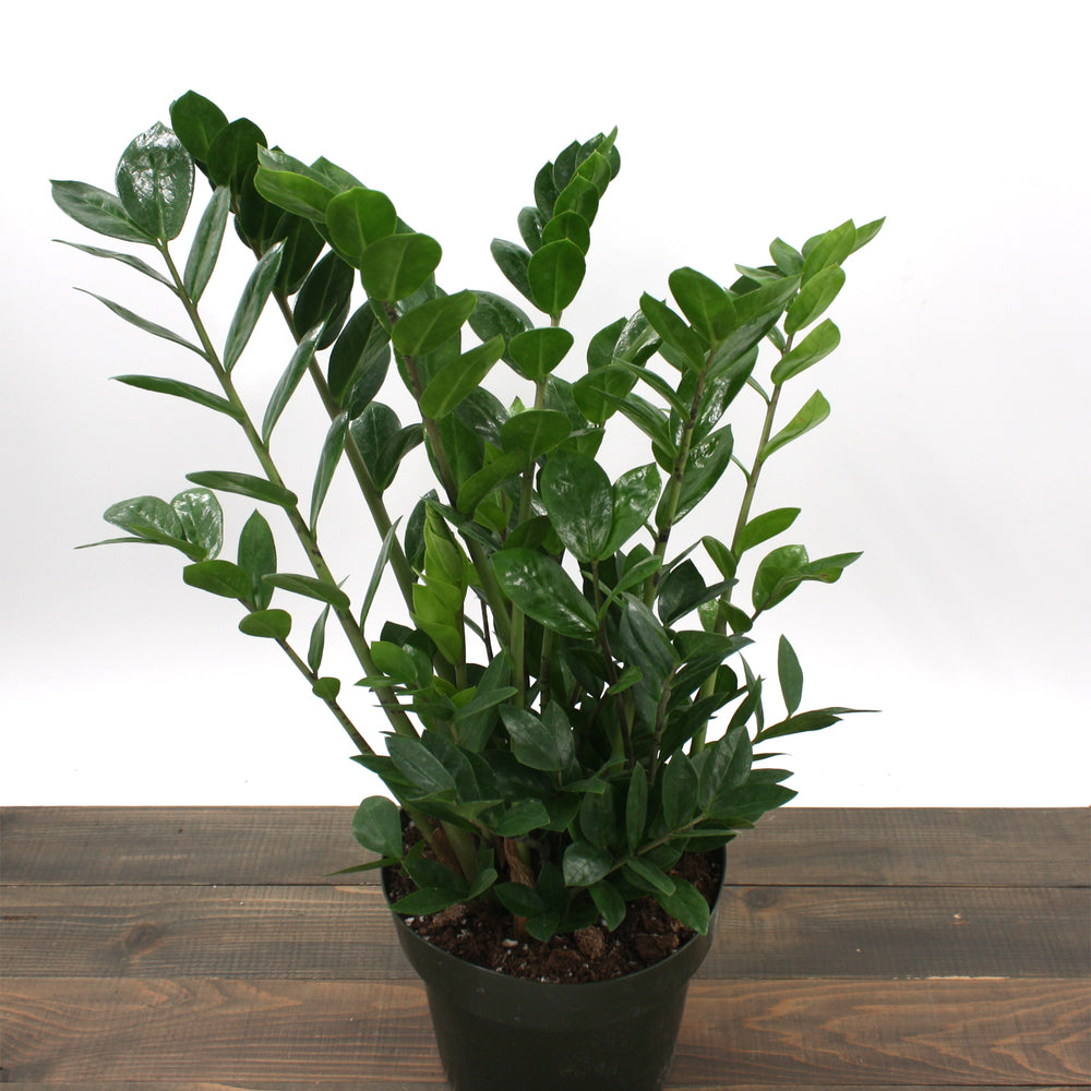 Al's Garden & Home generic ZZ Plant (Zamioculcus zamiifolia), 3 Inch houseplant