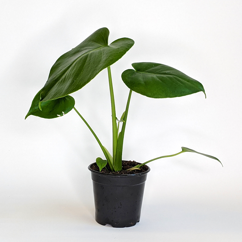 Superior Plant Sales generic Split Leaf Philodendron (Monstera deliciosa), 4 Inch houseplant